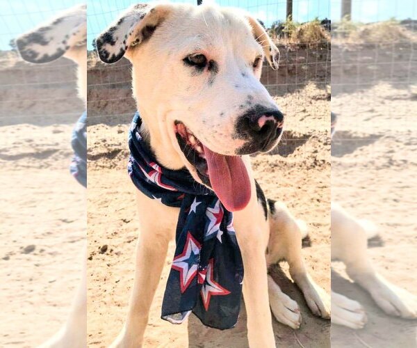 Medium Photo #2 Catahoula Leopard Dog-Labrador Retriever Mix Puppy For Sale in Pena Blanca, NM, USA