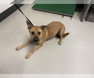 German Shepherd Dog-Unknown Mix Dogs for adoption in Corona, CA, USA