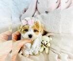 Small ShihPoo