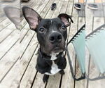 Small #1 Boxer Mix