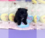 Small Photo #2 Pomeranian Puppy For Sale in STKN, CA, USA
