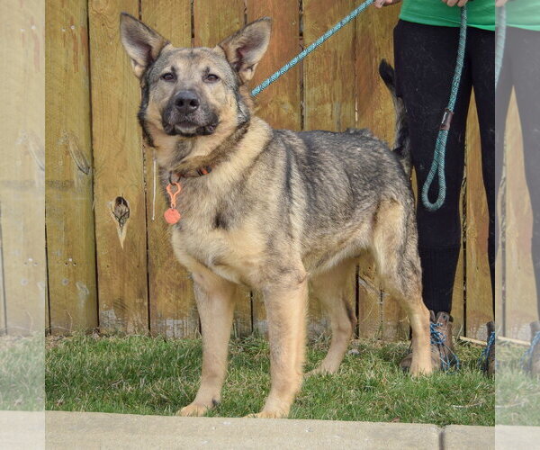 Medium Photo #3 German Shepherd Dog Puppy For Sale in Huntley, IL, USA
