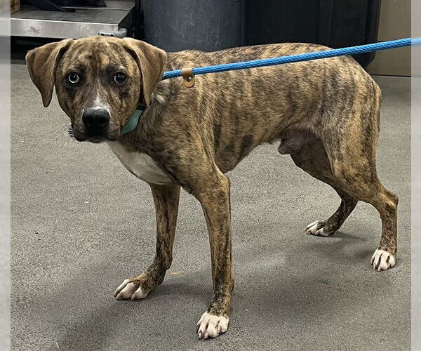 Medium Photo #1 Plott Hound-Unknown Mix Puppy For Sale in Forestville, MD, USA