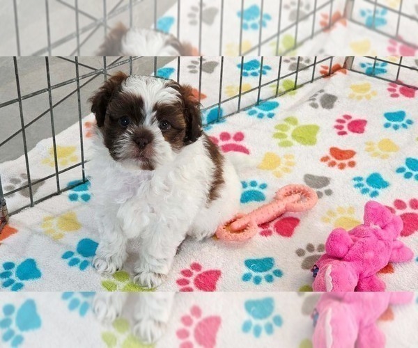 Medium Photo #3 ShihPoo Puppy For Sale in ORO VALLEY, AZ, USA