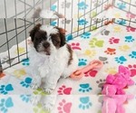 Small #2 ShihPoo