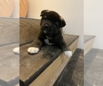 Small Photo #2 Akita Puppy For Sale in ONTARIO, OR, USA