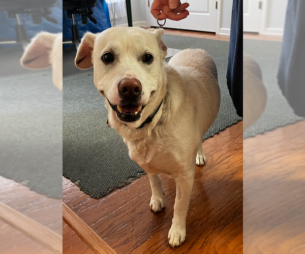 Medium Photo #2 Labrador Retriever-Unknown Mix Puppy For Sale in Decatur, GA, USA