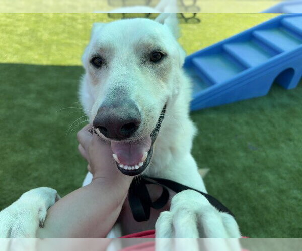 Medium Photo #2 German Shepherd Dog-Unknown Mix Puppy For Sale in San Bernardino, CA, USA