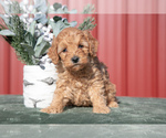 Small Photo #2 Goldendoodle (Miniature) Puppy For Sale in NAPPANEE, IN, USA