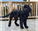 Small #1 Poodle (Standard) Mix