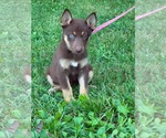 Small #6 Doberman Pinscher-German Shepherd Dog Mix