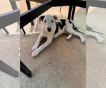 Small #3 Mutt