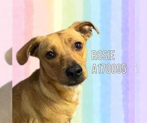 Labrador Retriever-Unknown Mix Dogs for adoption in Tulsa, OK, USA