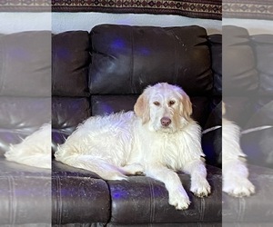 Labradoodle Dogs for adoption in LONGMONT, CO, USA