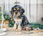 Small #1 Cocker Spaniel
