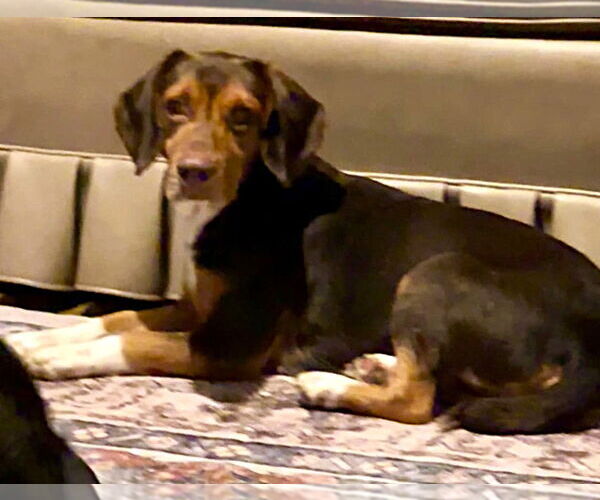 Medium Photo #7 Beagle Puppy For Sale in Dunnellon, FL, USA