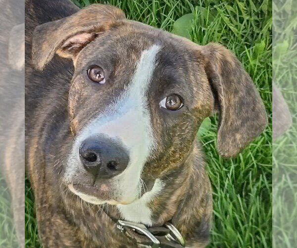 Medium Photo #6 Boxer-Plott Hound Mix Puppy For Sale in Huntley, IL, USA