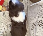 Small #4 English Springer Spaniel