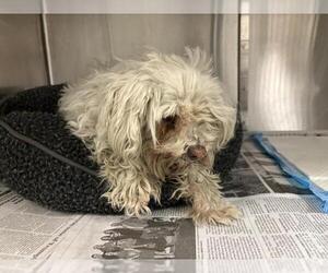 Maltese Dogs for adoption in Corona, CA, USA