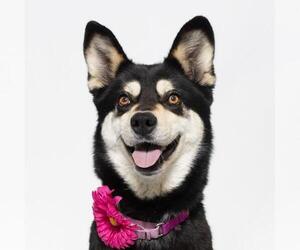 Australian Kelpie-Unknown Mix Dogs for adoption in Santa Maria, CA, USA