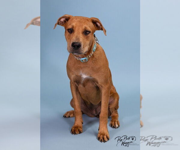 Medium Photo #6 American Pit Bull Terrier-Spaniel Mix Puppy For Sale in Claremore, OK, USA