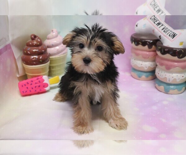 Medium Photo #3 Morkie Puppy For Sale in LAS VEGAS, NV, USA