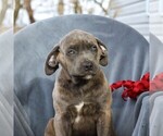 Small Photo #1 Cane Corso Puppy For Sale in MYERSTOWN, PA, USA
