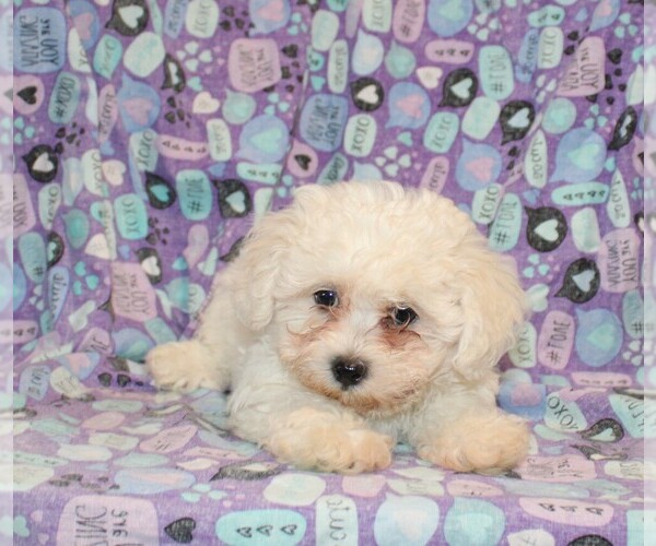Medium Photo #12 Zuchon Puppy For Sale in BLOOMINGTON, IN, USA