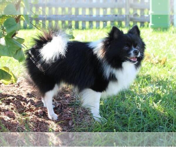 Medium Photo #1 Pomsky Puppy For Sale in DE SOTO, KS, USA