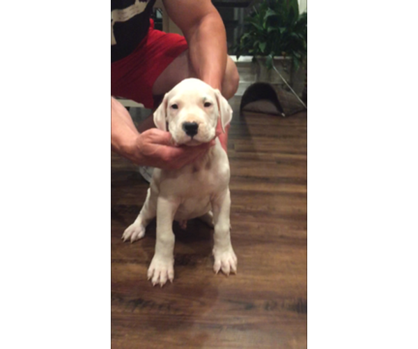 Medium Photo #4 Dogo Argentino Puppy For Sale in PICAYUNE, MS, USA