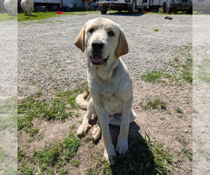 Anatolian Shepherd-Great Pyrenees Mix Dogs for adoption in Vail, AZ, USA