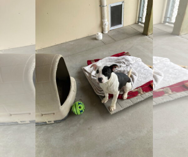 Medium Photo #2 Mutt Puppy For Sale in Emmett, ID, USA