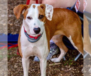 Raquelle - Female Mutt Dog for Adoption - Photo #4