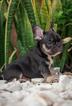 Small Photo #4 Bulldog Puppy For Sale in CUTLER BAY, FL, USA