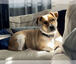 Small #3 Retriever  Mix