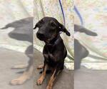SNOW WHITE - Female Mutt Dog for Adoption - Small photo