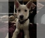 Small Photo #1 Carolina Dog-Unknown Mix Puppy For Sale in Tampa, FL, USA