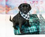 Small #3 Labrador Retriever-Pug Mix