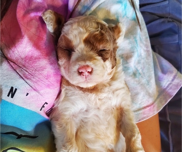 Medium Photo #25 Bernedoodle (Miniature) Puppy For Sale in LEETONIA, OH, USA
