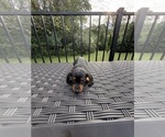 Small #16 Dachshund