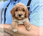 Small #2 Goldendoodle (Miniature)