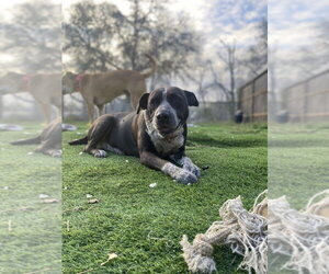 Summer - Female Mutt Dog for Adoption - Photo #16