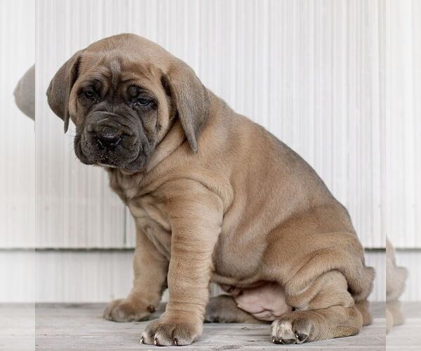 Medium Photo #3 Cane Corso Puppy For Sale in LANCASTER, PA, USA