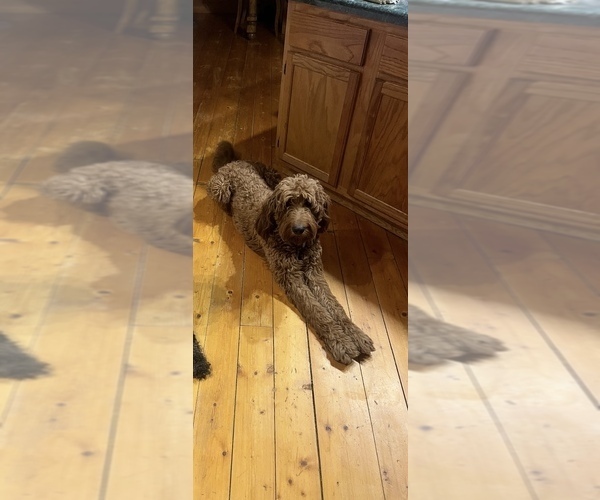 Medium Photo #1 Goldendoodle Puppy For Sale in SEAGROVE, NC, USA