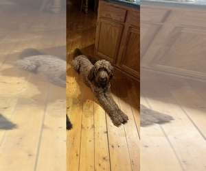 Mother of the Goldendoodle puppies born on 01/18/2026