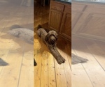 Small Photo #1 Goldendoodle Puppy For Sale in SEAGROVE, NC, USA