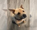 Small Photo #17 American Pit Bull Terrier-American Staffordshire Terrier Mix Puppy For Sale in Spotsylvania, VA, USA