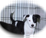Small Photo #4 Australian Cattle Dog-Border Collie Mix Puppy For Sale in HAMMOND, IN, USA
