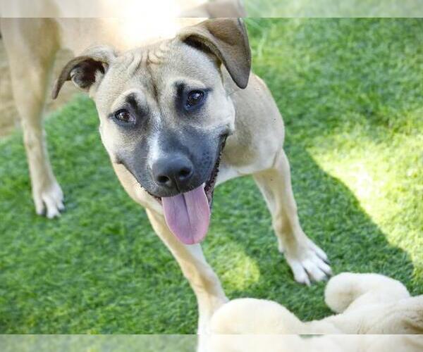 Medium Photo #2 Black Mouth Cur-Unknown Mix Puppy For Sale in Tallahassee, FL, USA