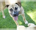 Small #1 Black Mouth Cur Mix